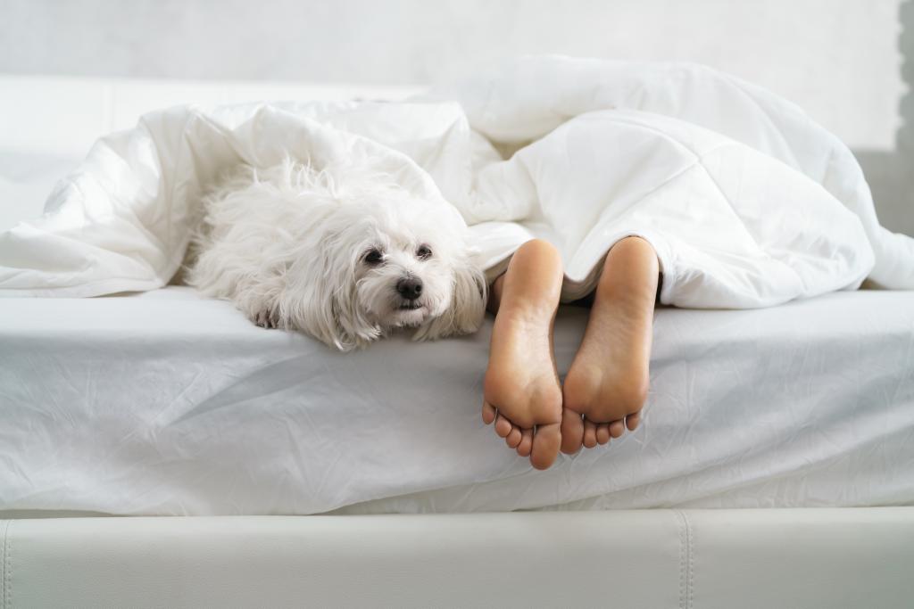Študia tvrdí, že ženám sa spí v posteli lepšie so psom ako s mužom